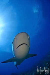 Incoming as we hit the bottom! Curious Reef Shark makes i... by Steven Anderson 